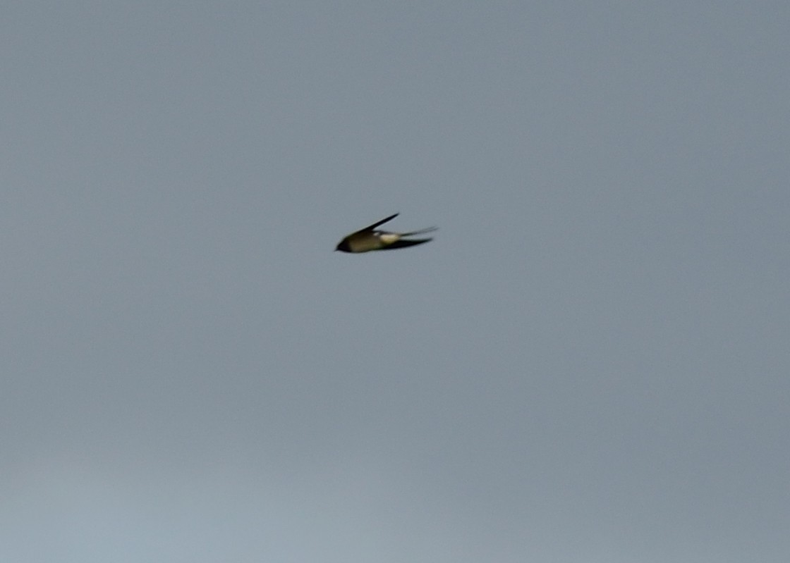 Barn Swallow (White-bellied) - ML148109551