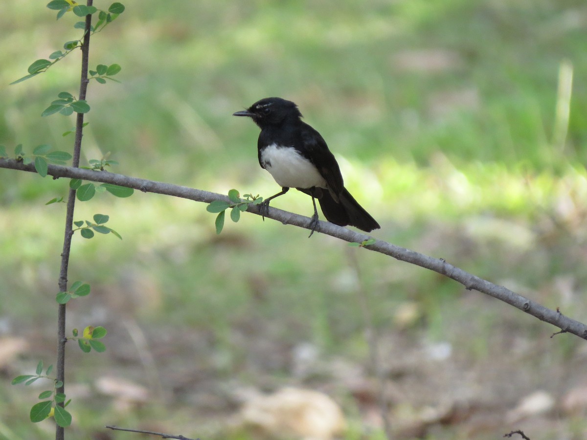 Willie-wagtail - Christian Cholette