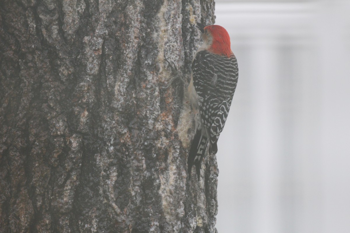 Red-bellied Woodpecker - ML148111991