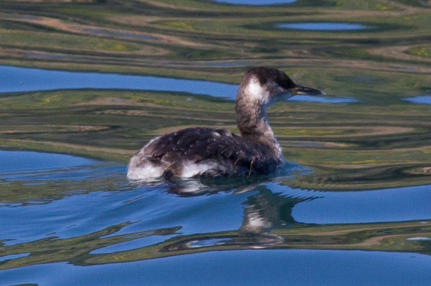 Red-necked Grebe - ML148112561