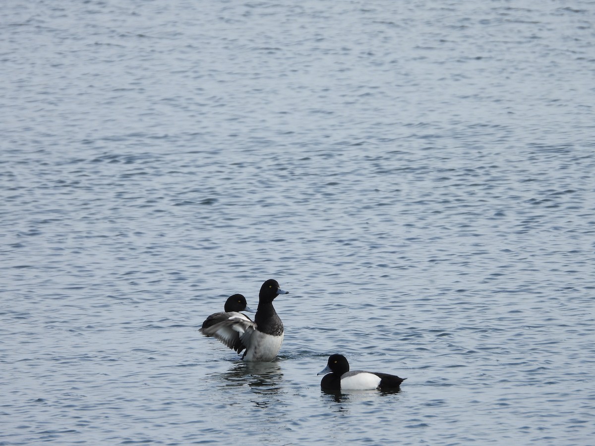 Greater Scaup - LF Melliny