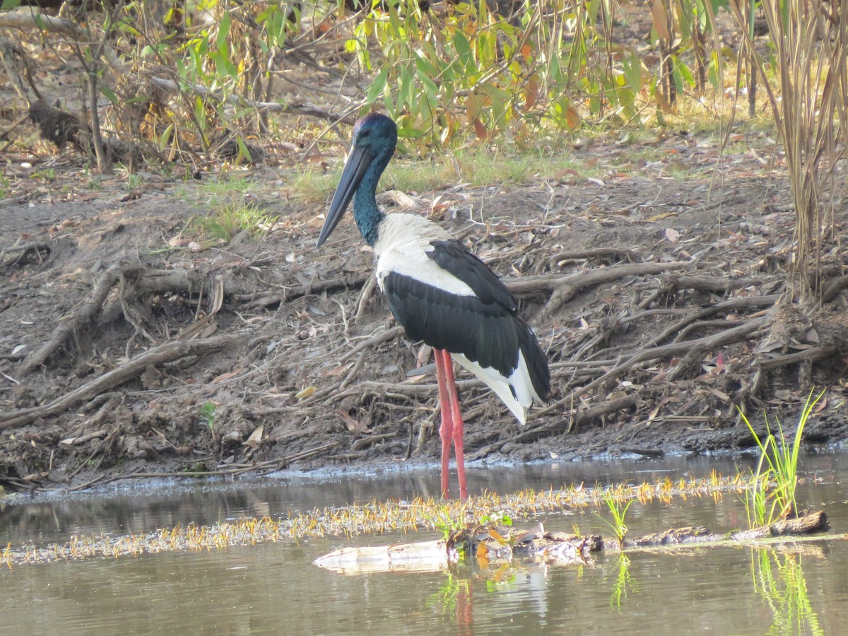 Black-necked Stork - ML148113671