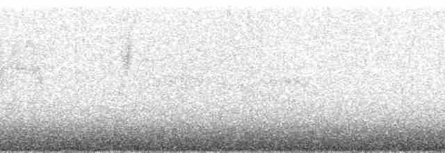 Puna Thistletail - ML148115