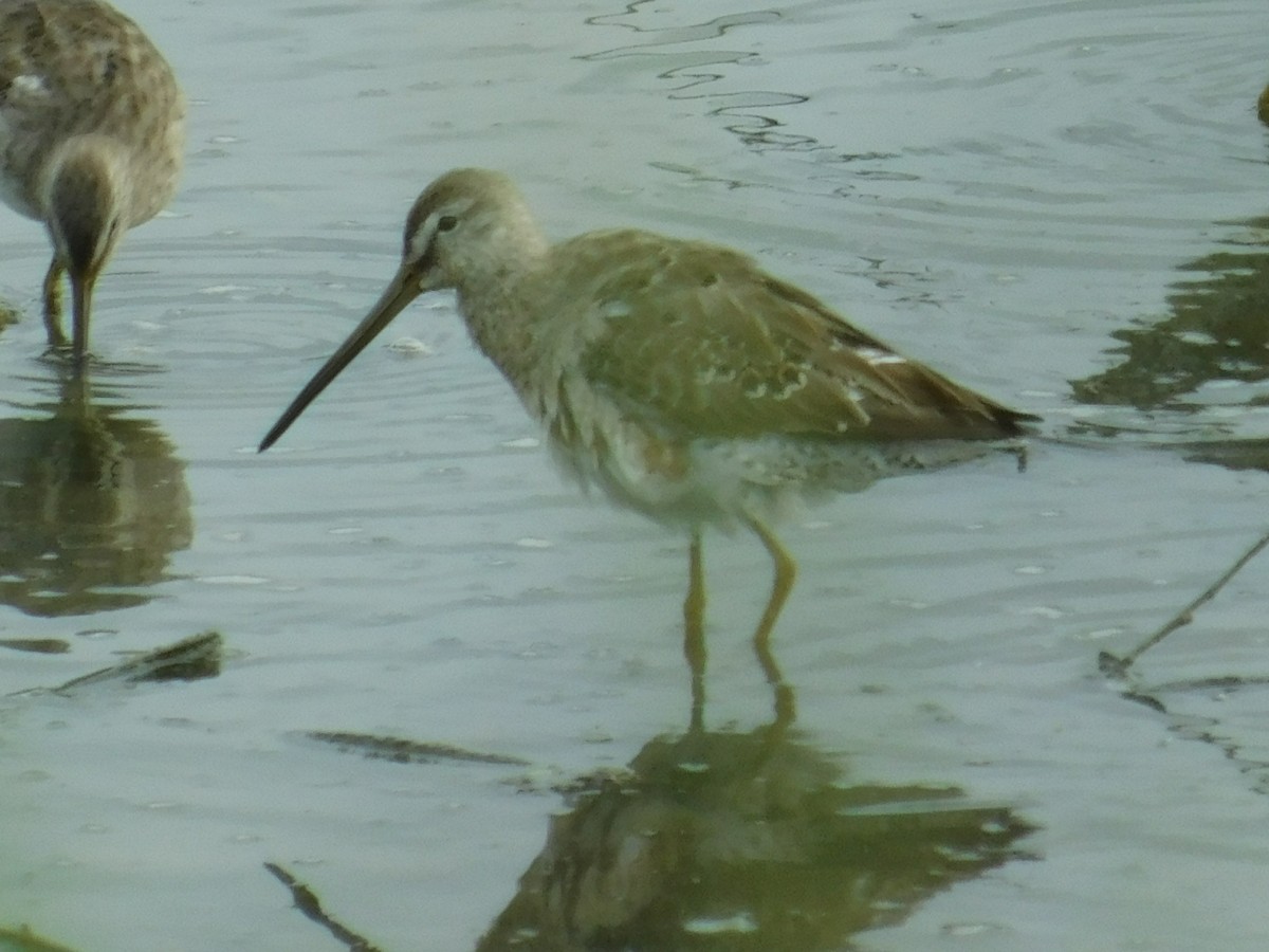 Long-billed Dowitcher - ML148115391