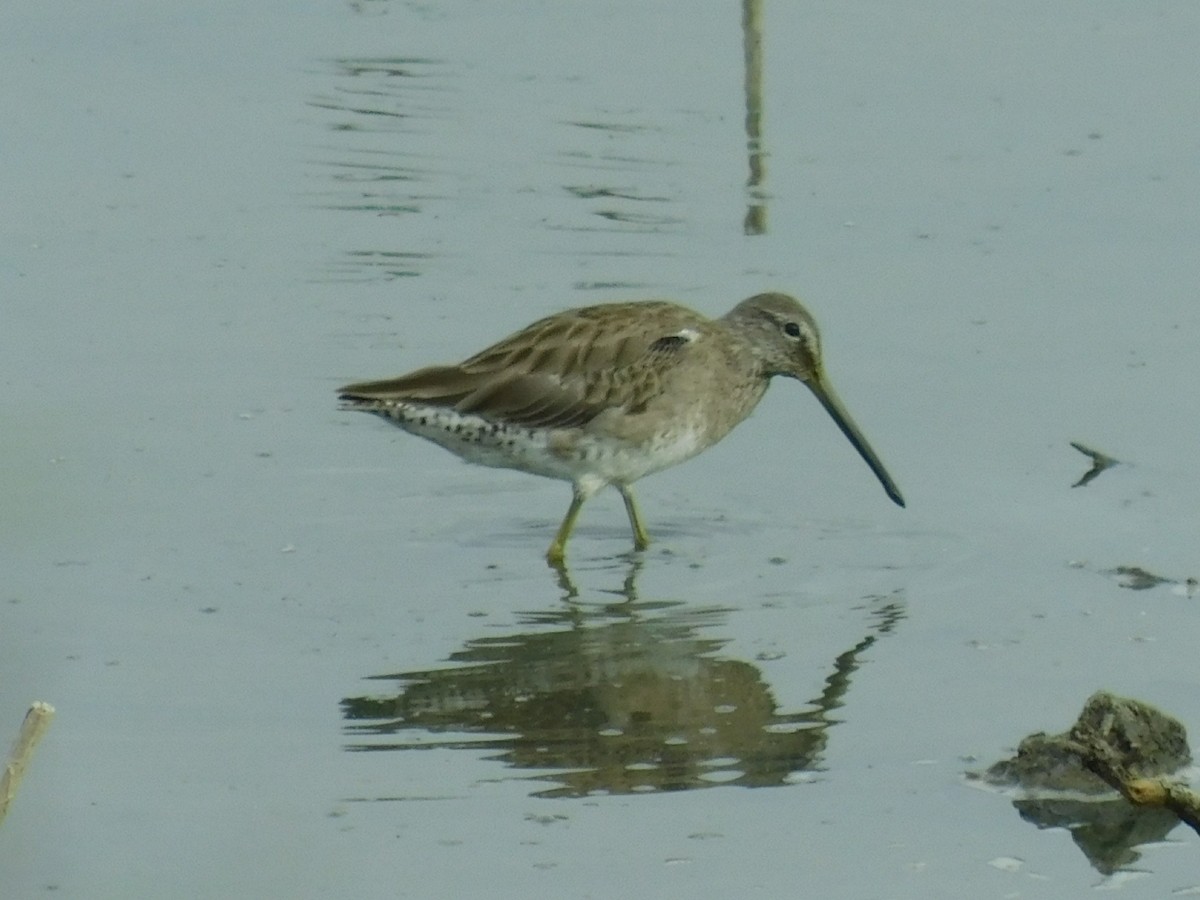 Long-billed Dowitcher - ML148115421