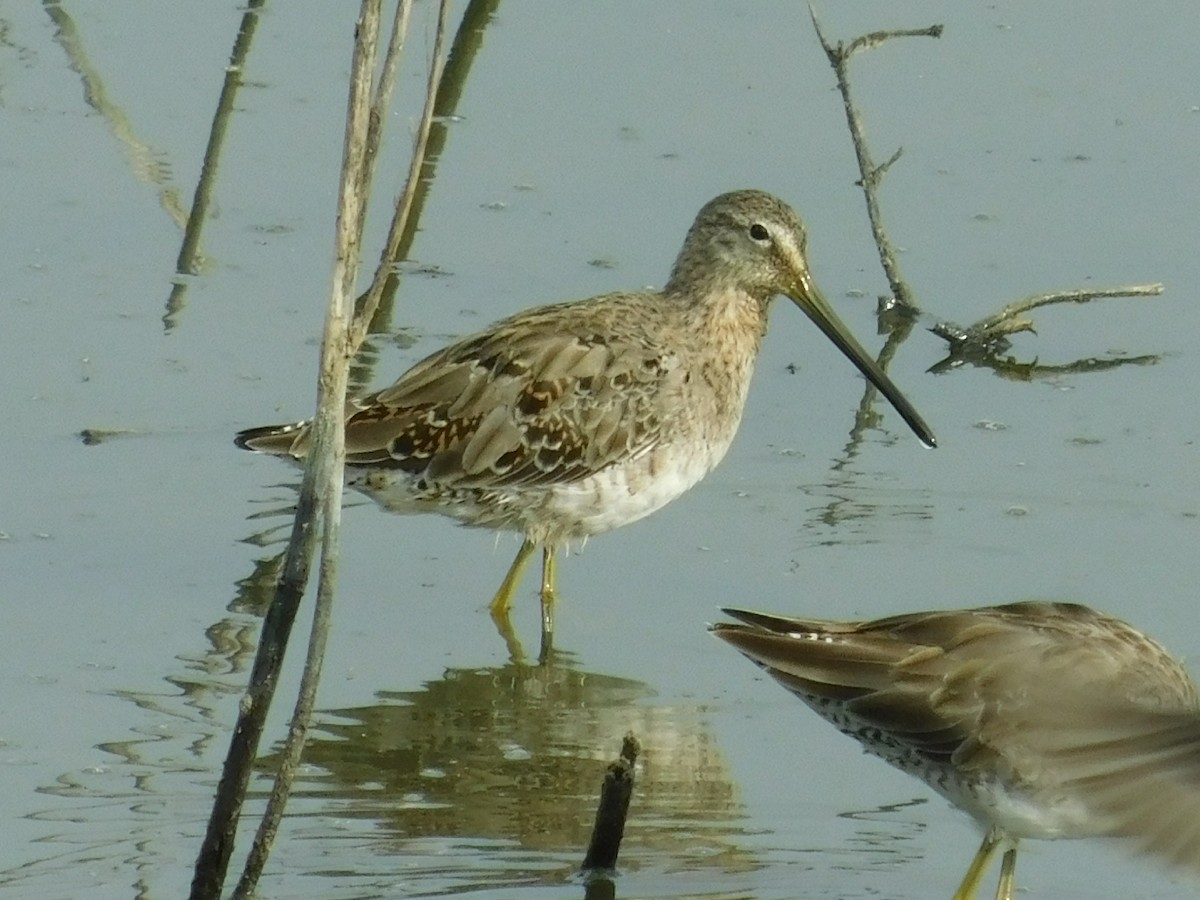 Long-billed Dowitcher - ML148115521