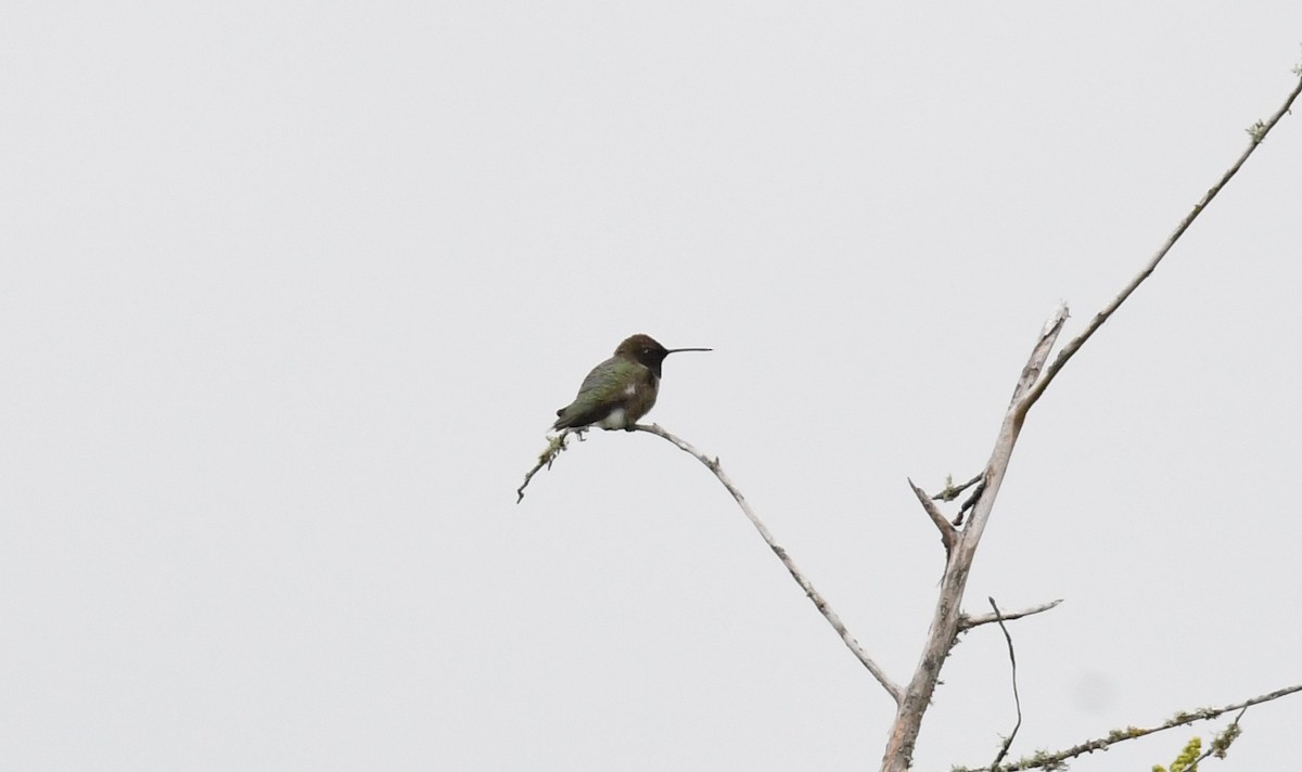 Black-chinned Hummingbird - Lance Felber