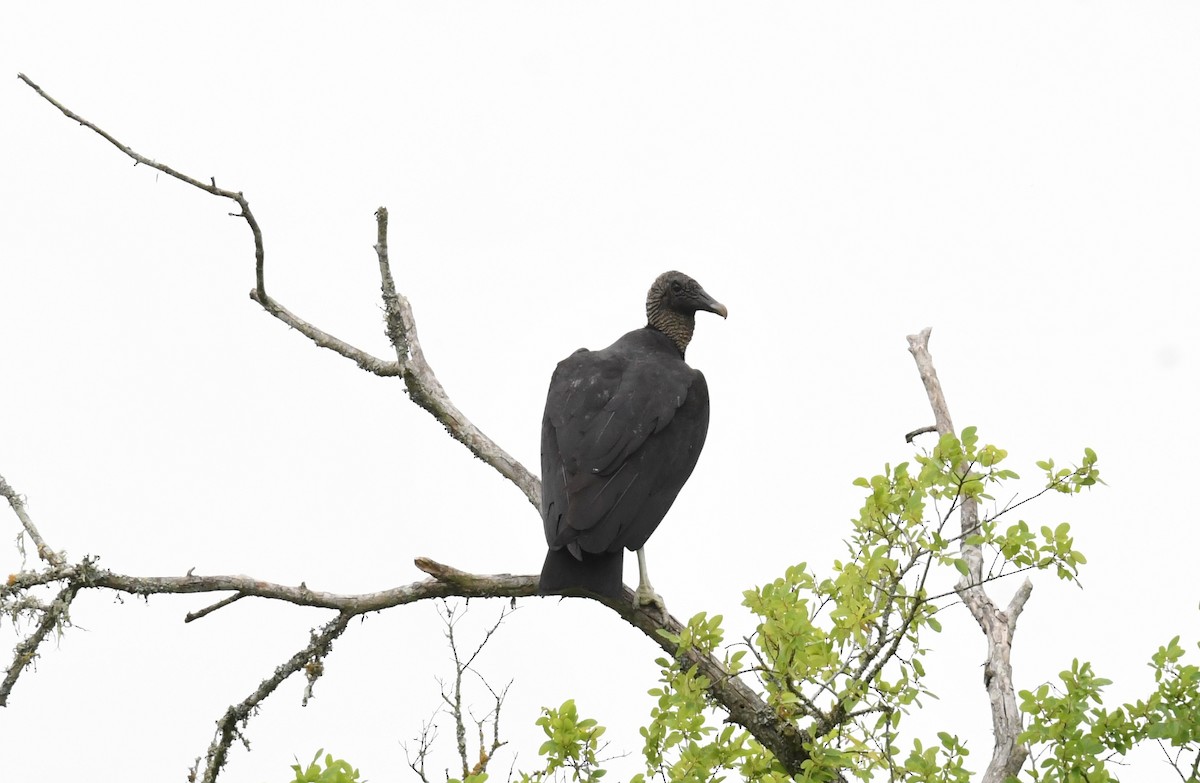 Black Vulture - Lance Felber