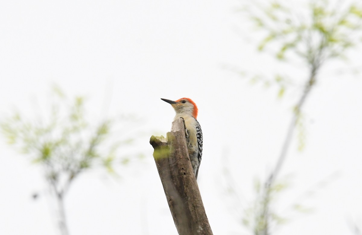 Red-bellied Woodpecker - ML148116161
