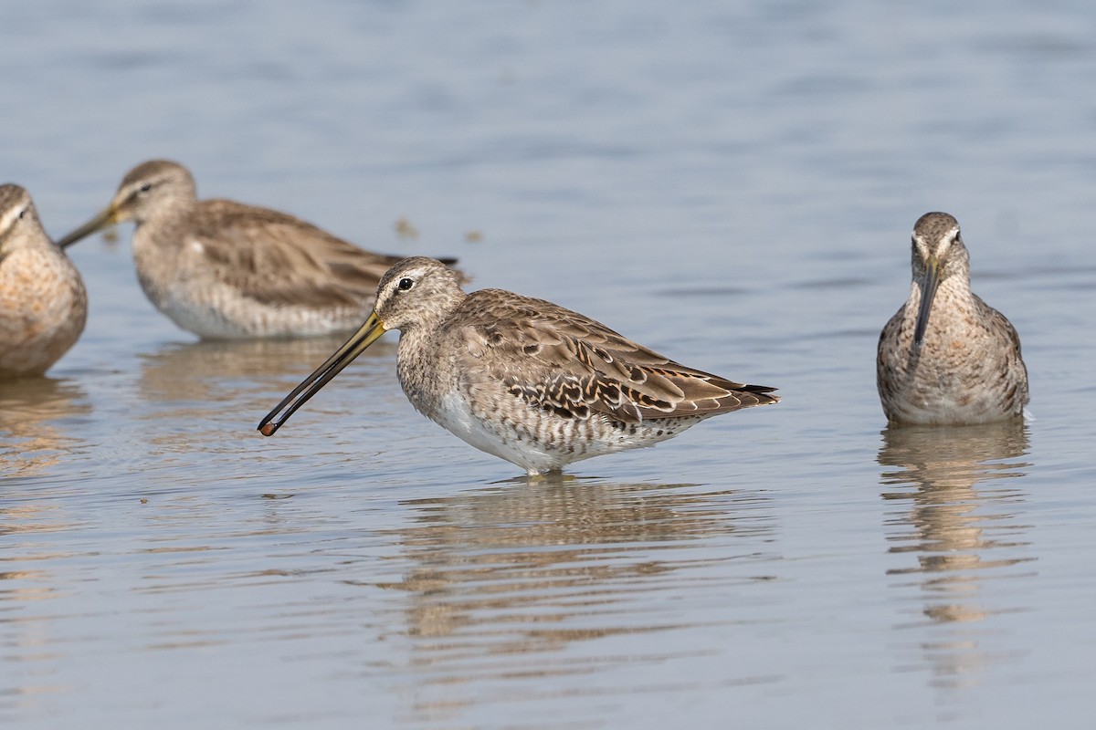 Long-billed Dowitcher - Patrick Van Thull