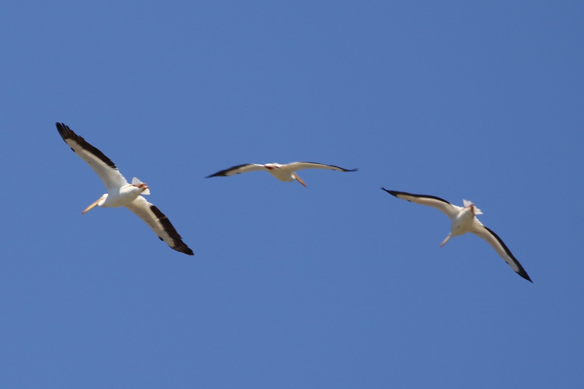 American White Pelican - David Bird