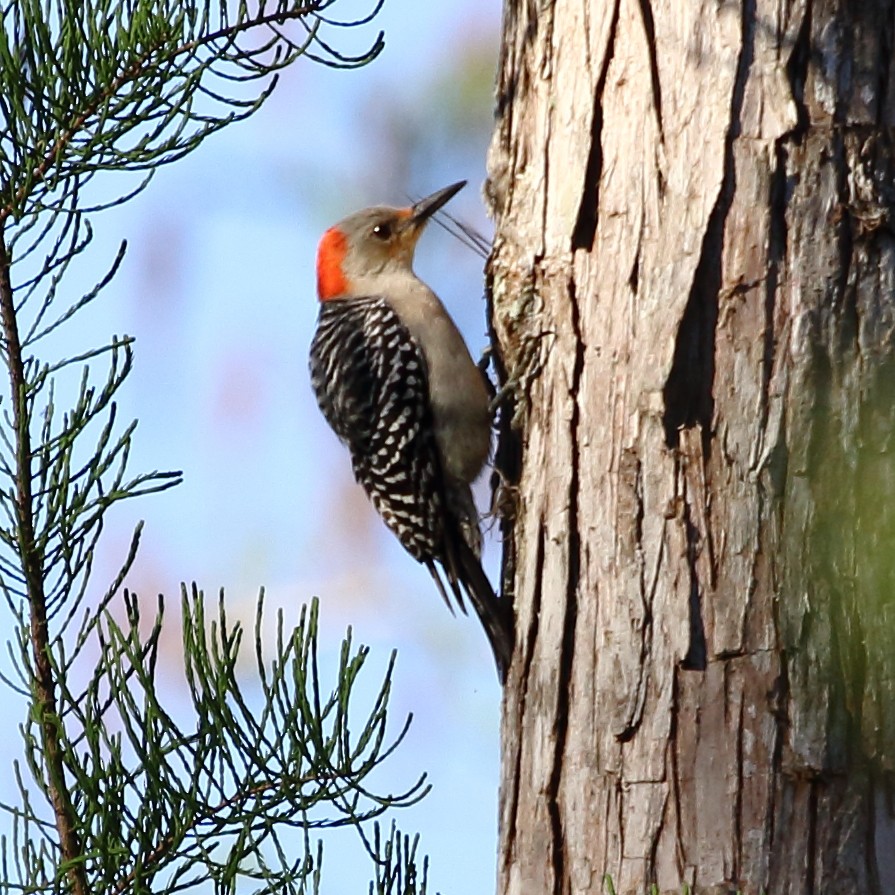Red-bellied Woodpecker - David Bird