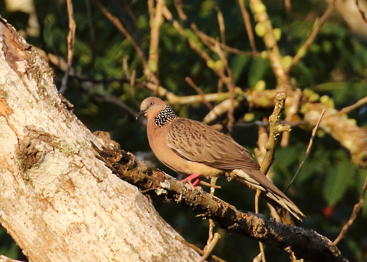 Spotted Dove - ML148117521