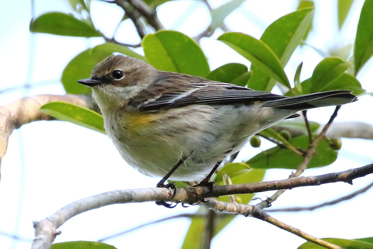 Yellow-rumped Warbler - David Bird
