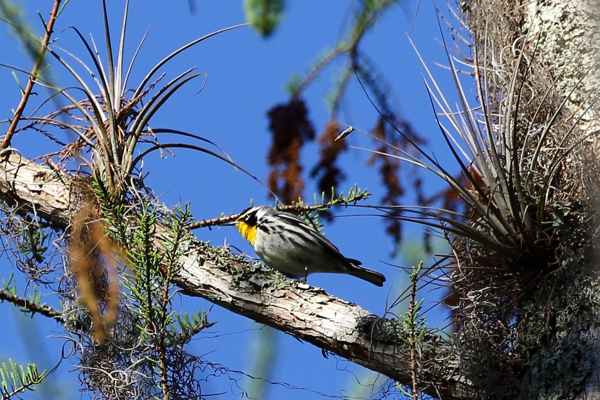 Yellow-throated Warbler - David Bird