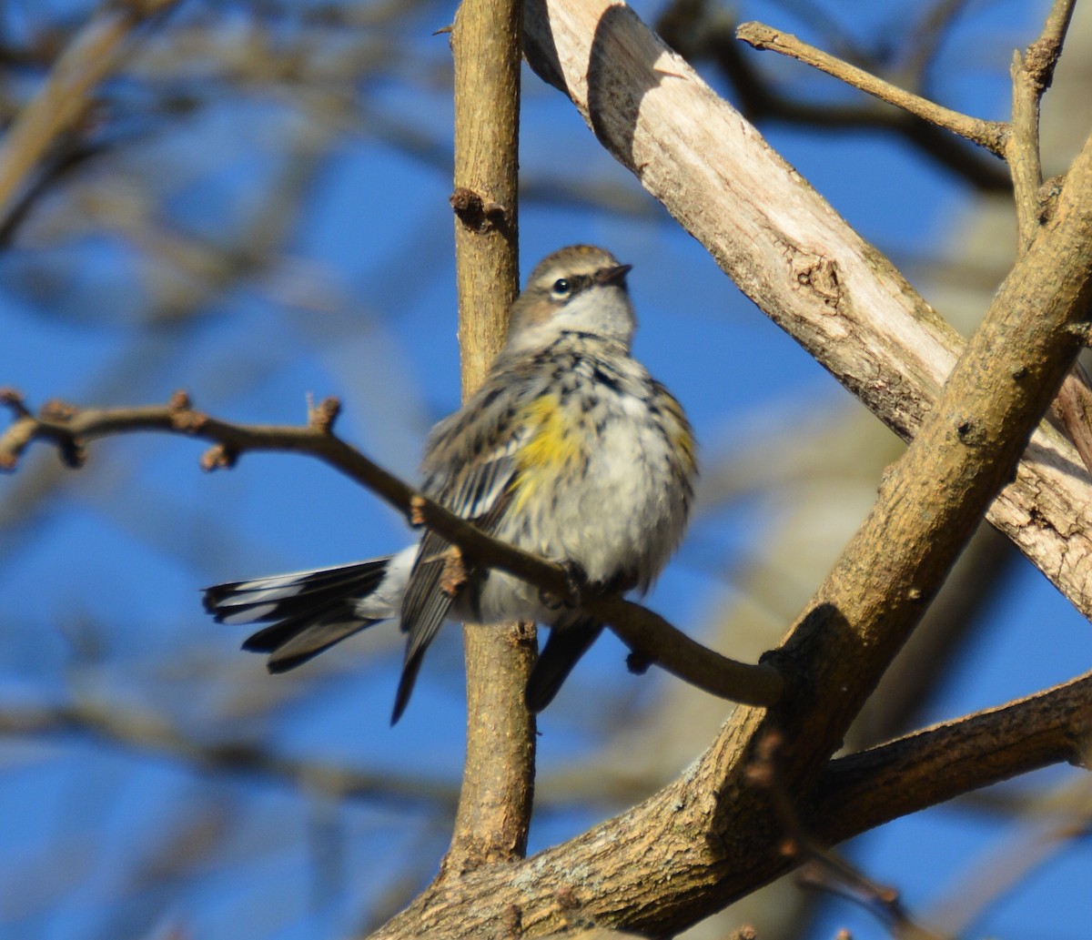 Yellow-rumped Warbler (Myrtle) - Doug Overacker