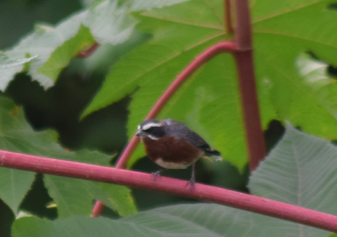 Black-and-chestnut Warbling Finch - ML148119061