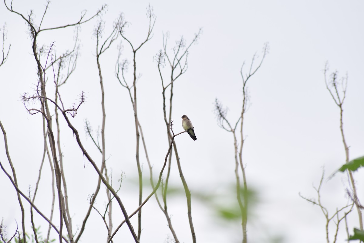 Southern Rough-winged Swallow - ML148120411