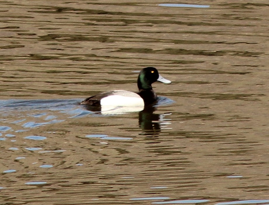 Greater Scaup - ML148120951