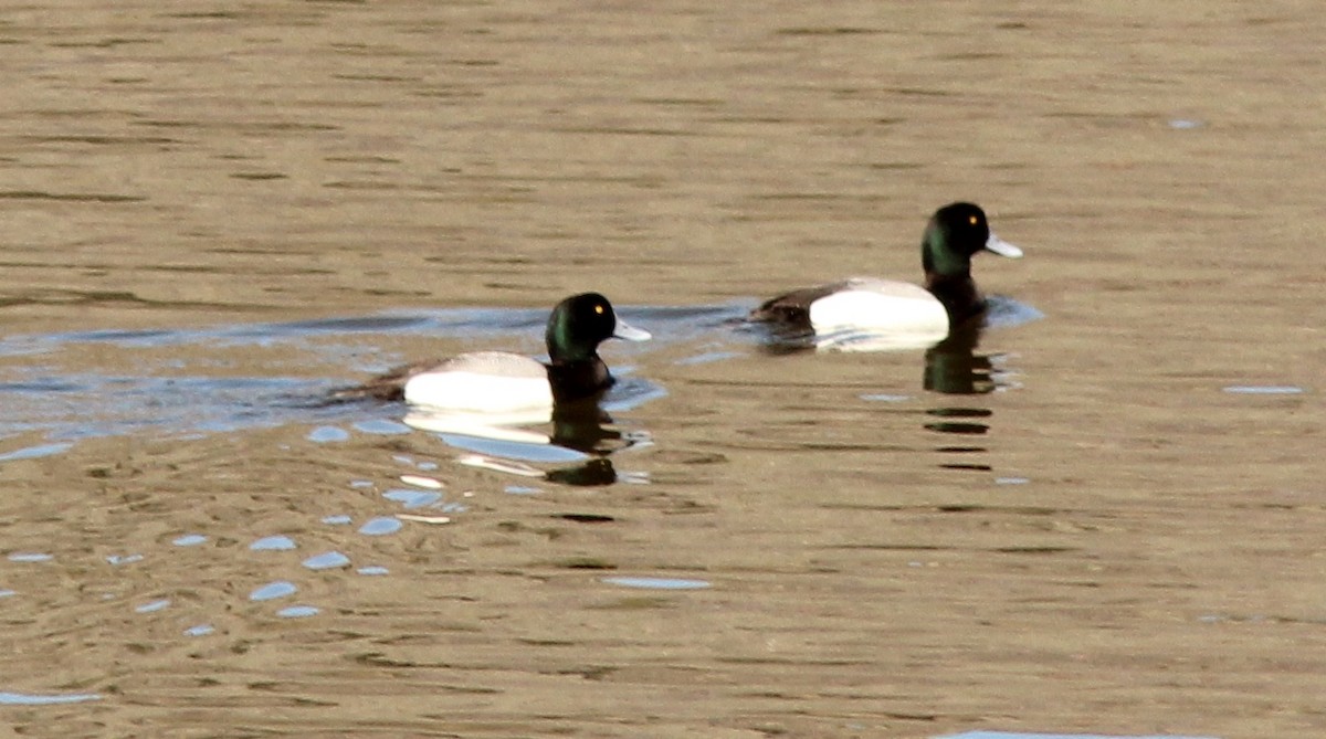 Greater Scaup - ML148120961