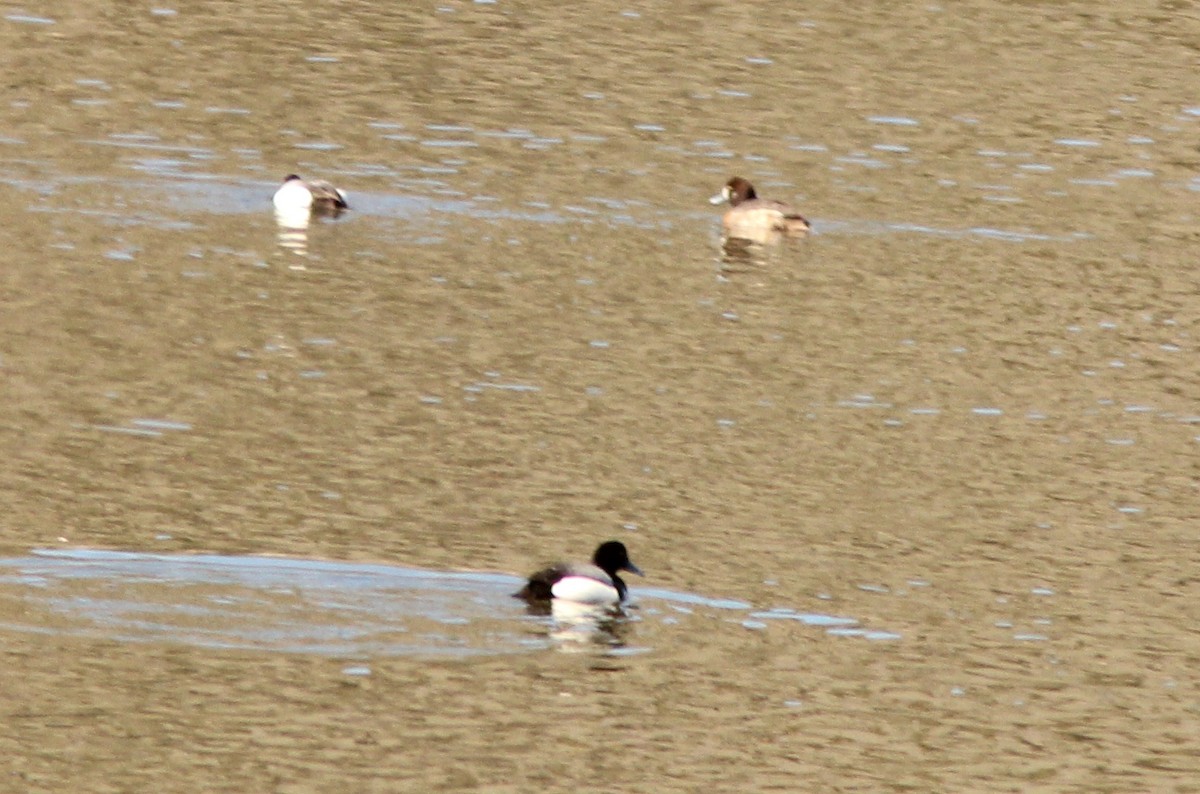 Greater Scaup - ML148121001