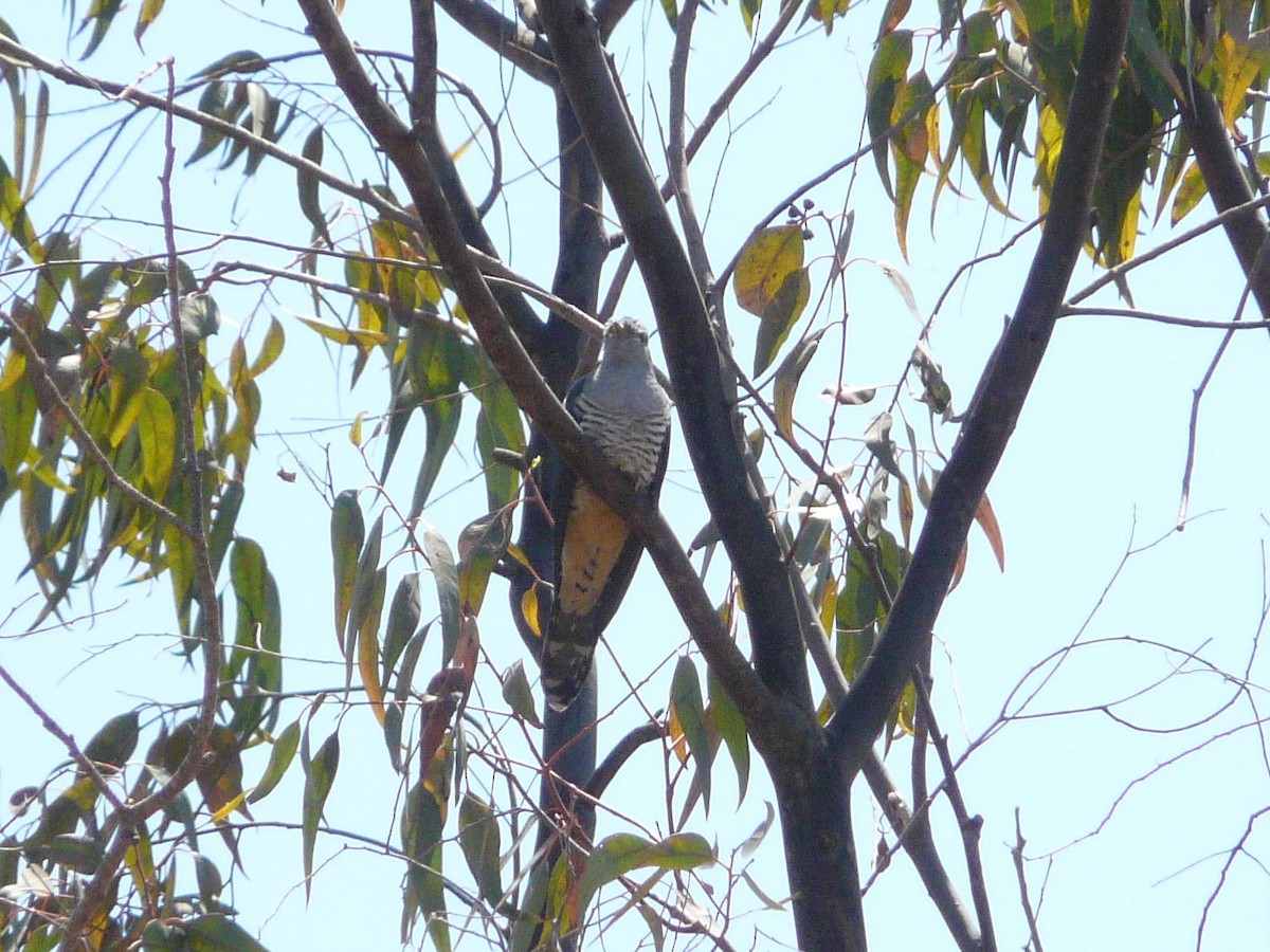 Madagascar Cuckoo - ML148121761