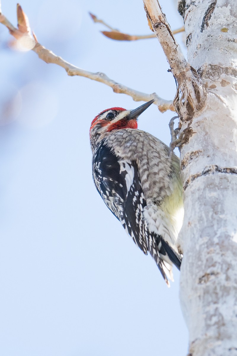 Red-naped x Red-breasted Sapsucker (hybrid) - Jeff Bleam