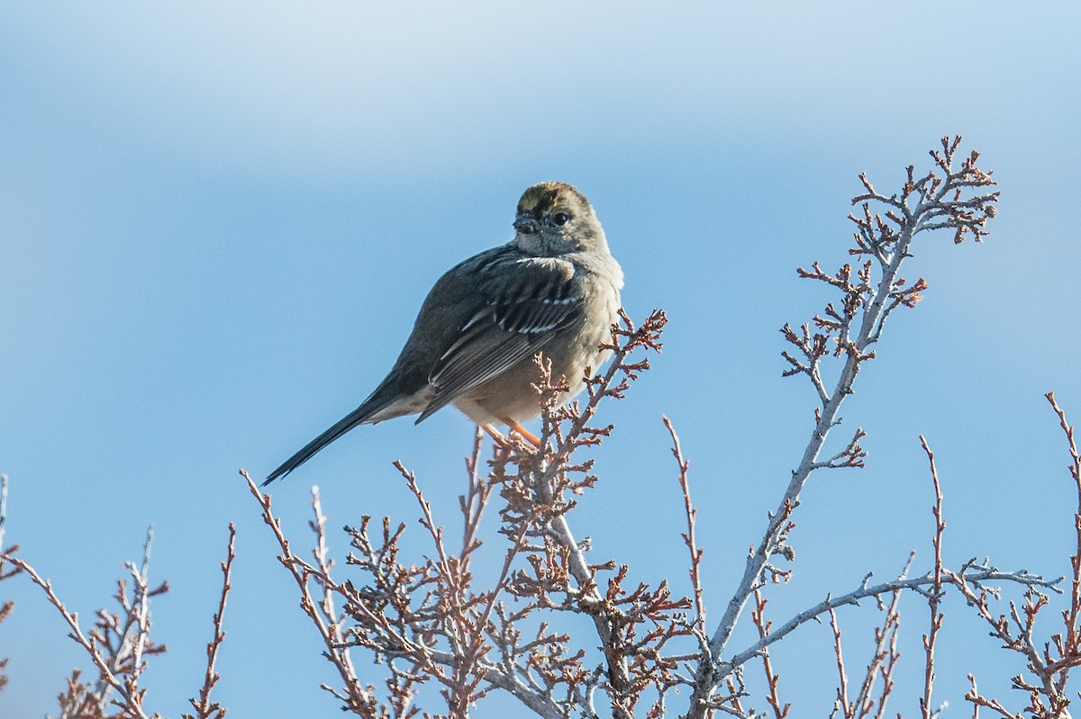 Golden-crowned Sparrow - Jeff Bleam