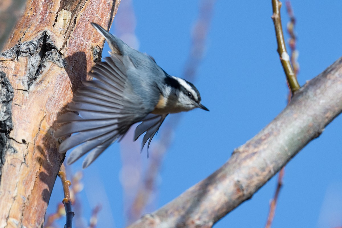Red-breasted Nuthatch - Jeff Bleam