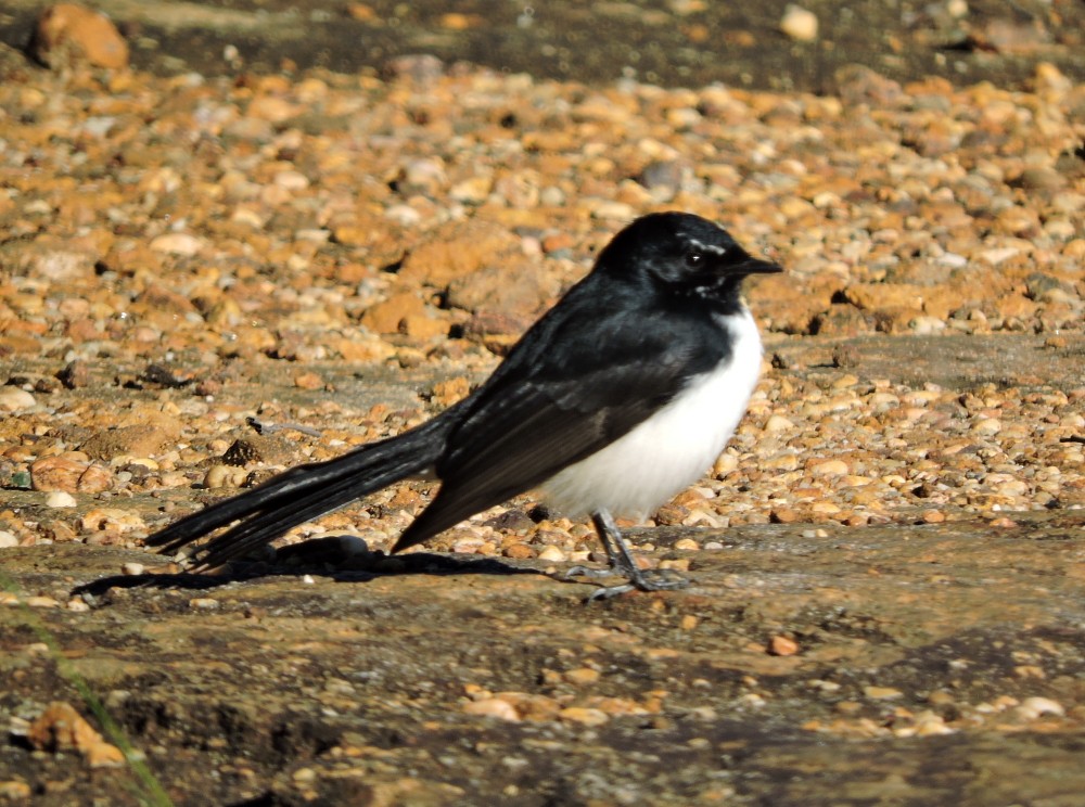 Willie-wagtail - Mark Ley