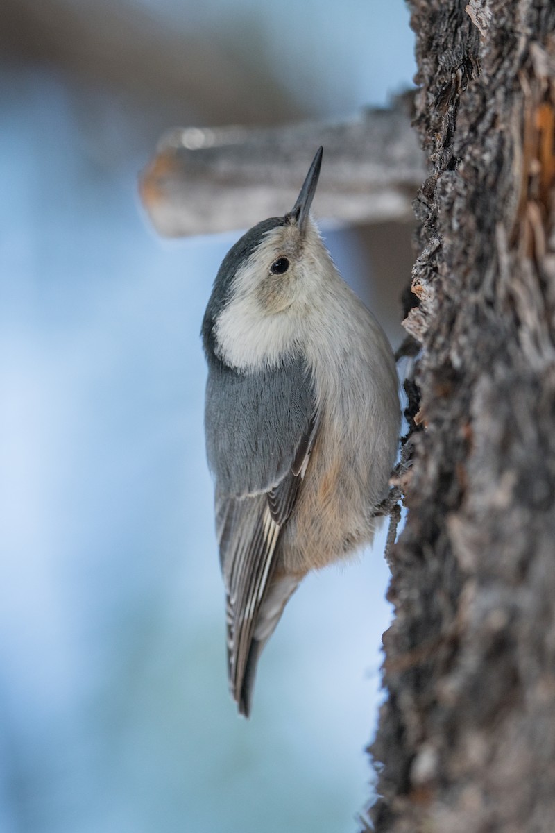 White-breasted Nuthatch - Jeff Bleam