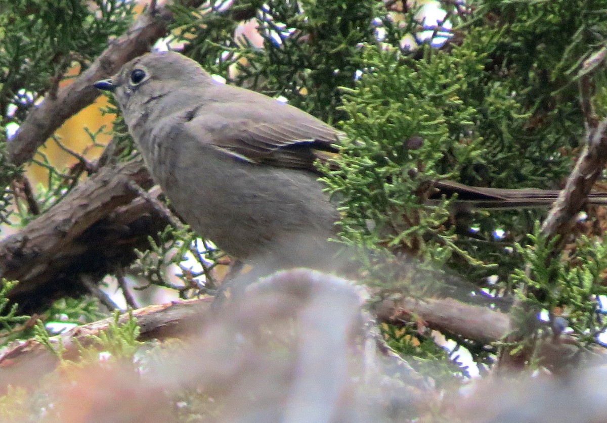Townsend's Solitaire - ML148124981