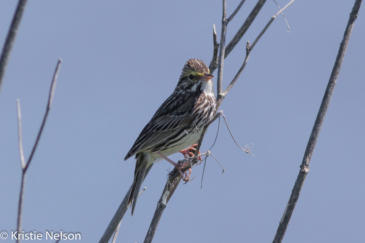 Savannah Sparrow - ML148125341