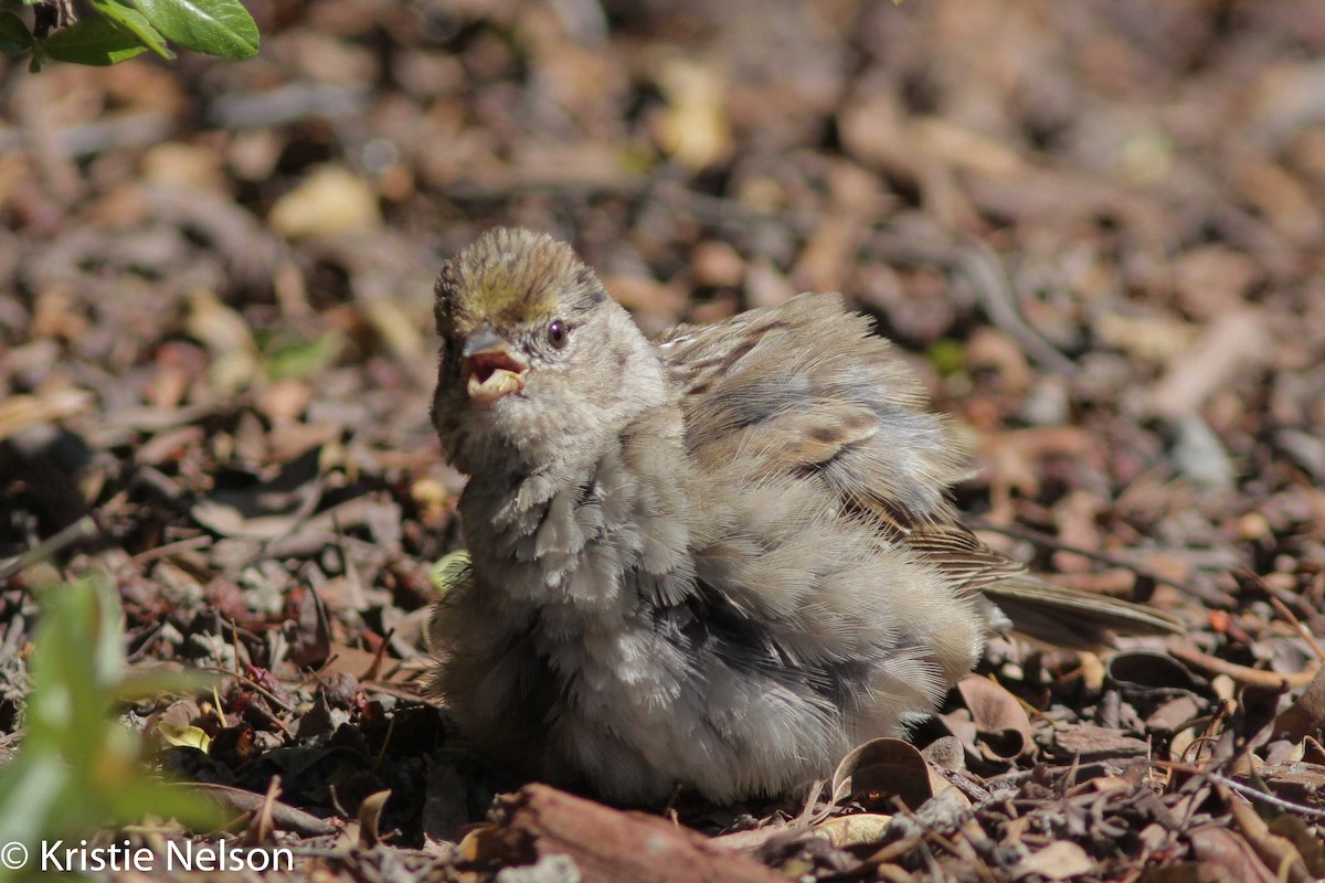 Golden-crowned Sparrow - Kristie Nelson