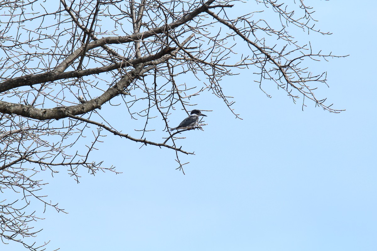 Belted Kingfisher - T Remy