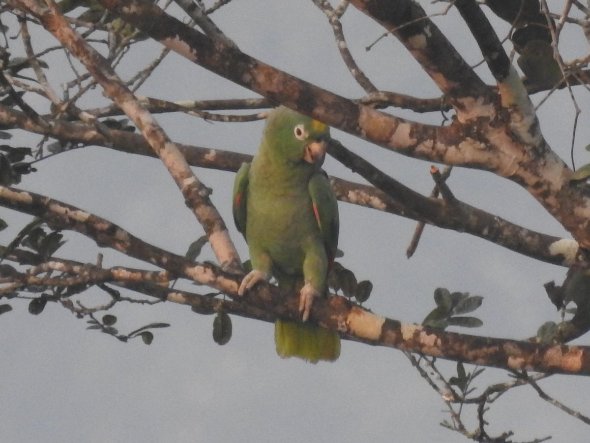 Yellow-crowned Parrot - Timothy Guida