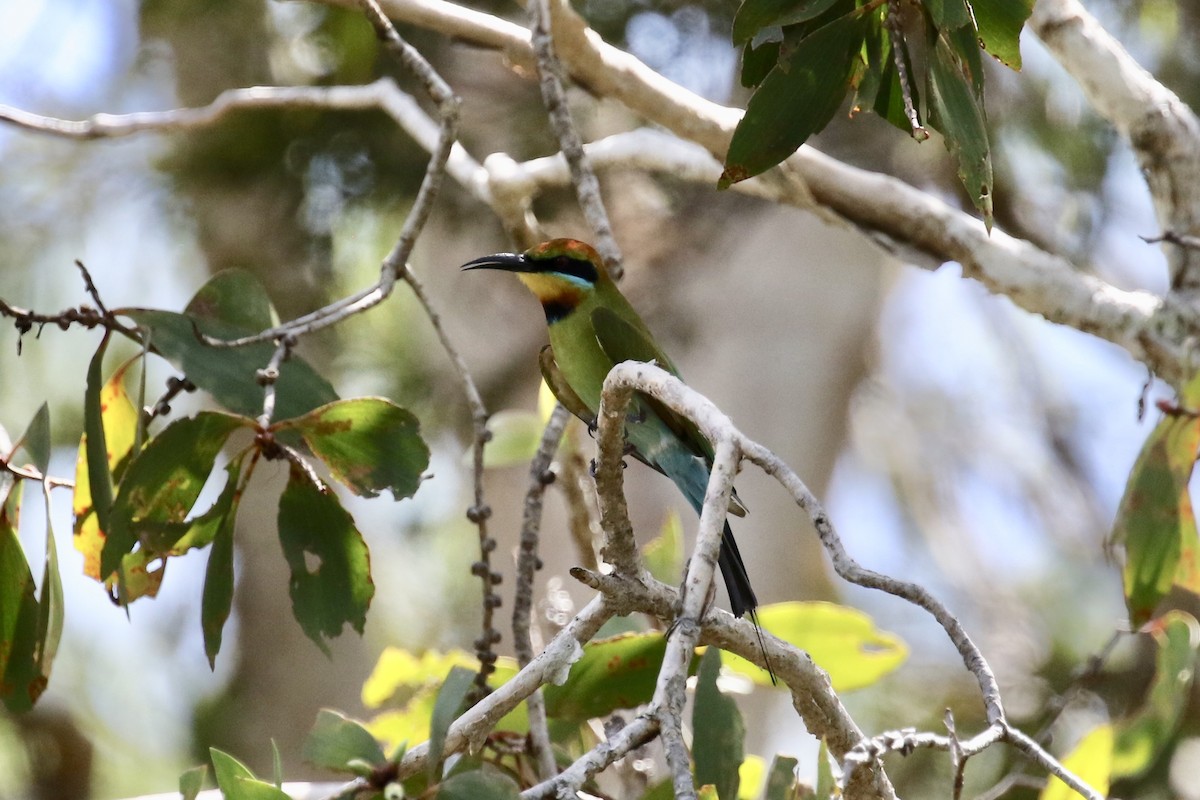 Rainbow Bee-eater - Russ Morgan