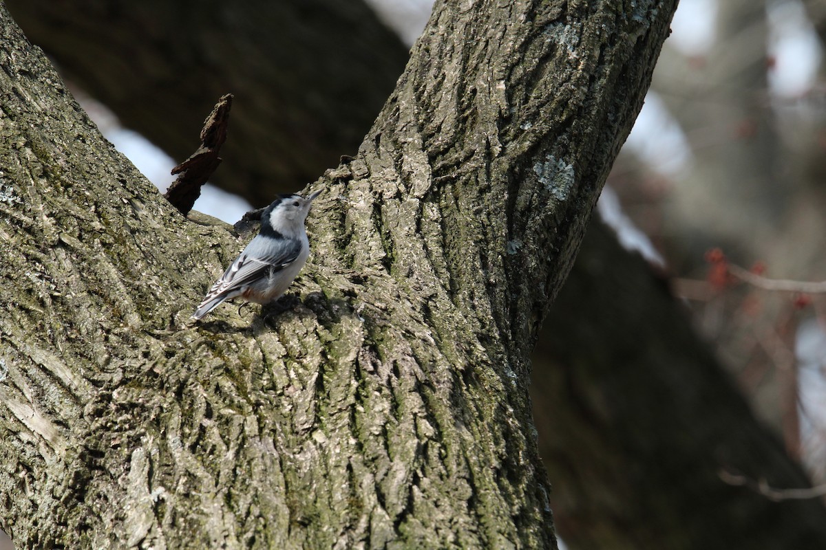 White-breasted Nuthatch (Eastern) - T Remy