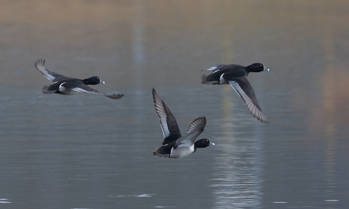 Ring-necked Duck - Chris Wood