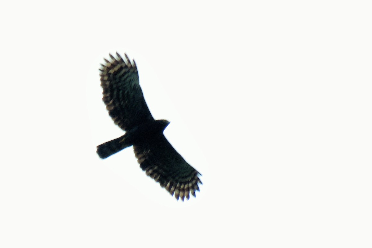 Black Hawk-Eagle - Oliver  Komar