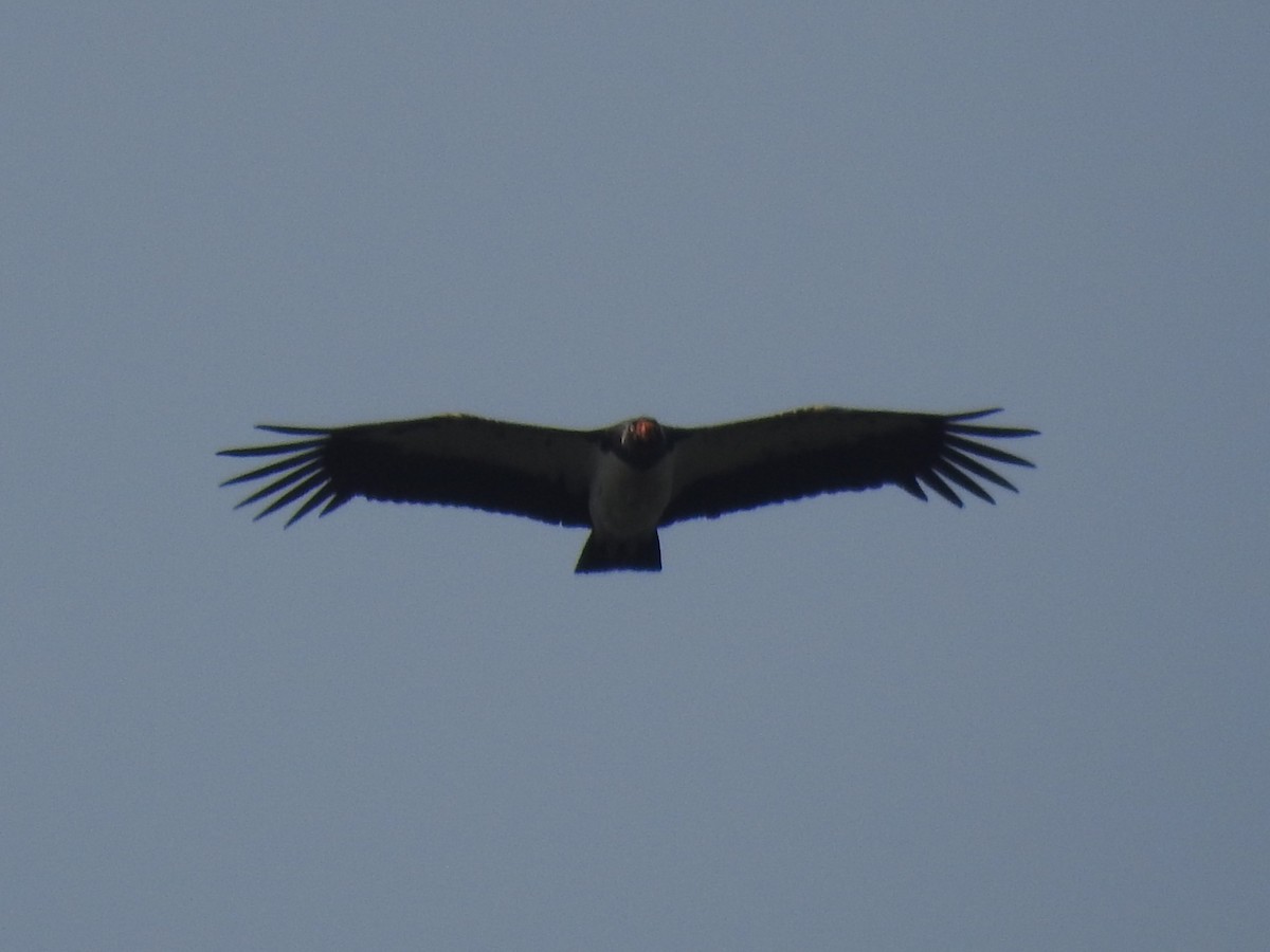 King Vulture - Timothy Guida