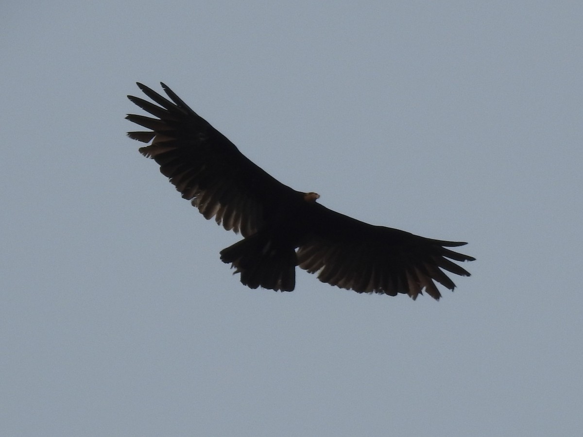 Greater Yellow-headed Vulture - ML148130321