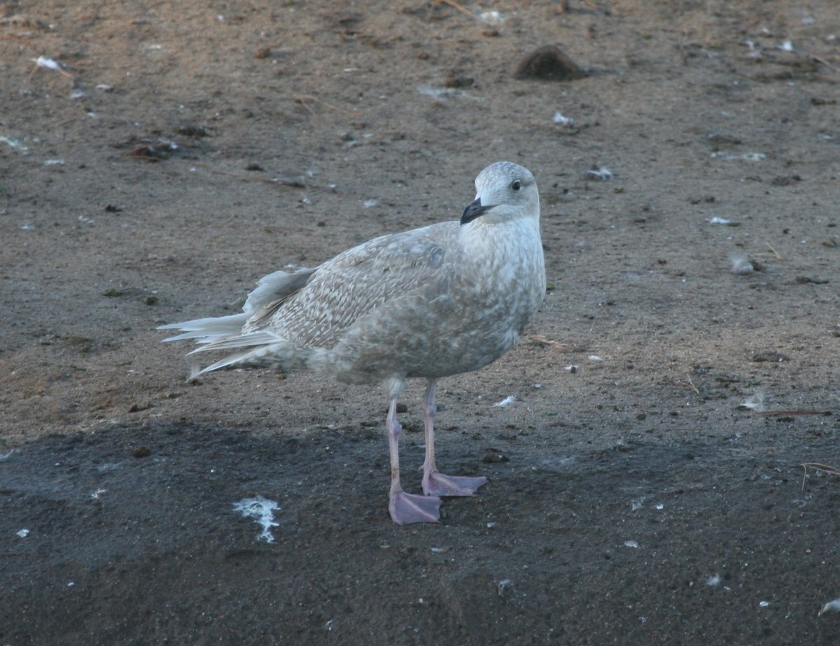 Glaucous-winged Gull - Cole Wolf