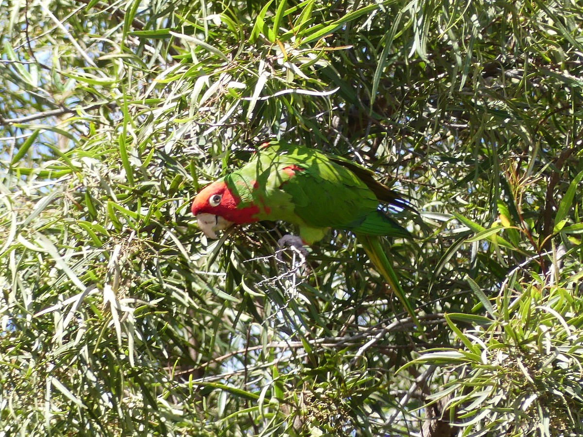 Red-masked Parakeet - Lisa Edwards