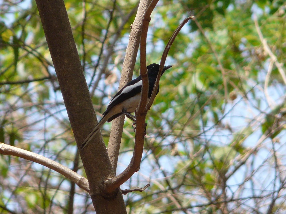 Madagascar Magpie-Robin - Paul Suchanek