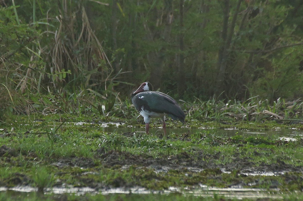 Spur-winged Goose - ML148135731