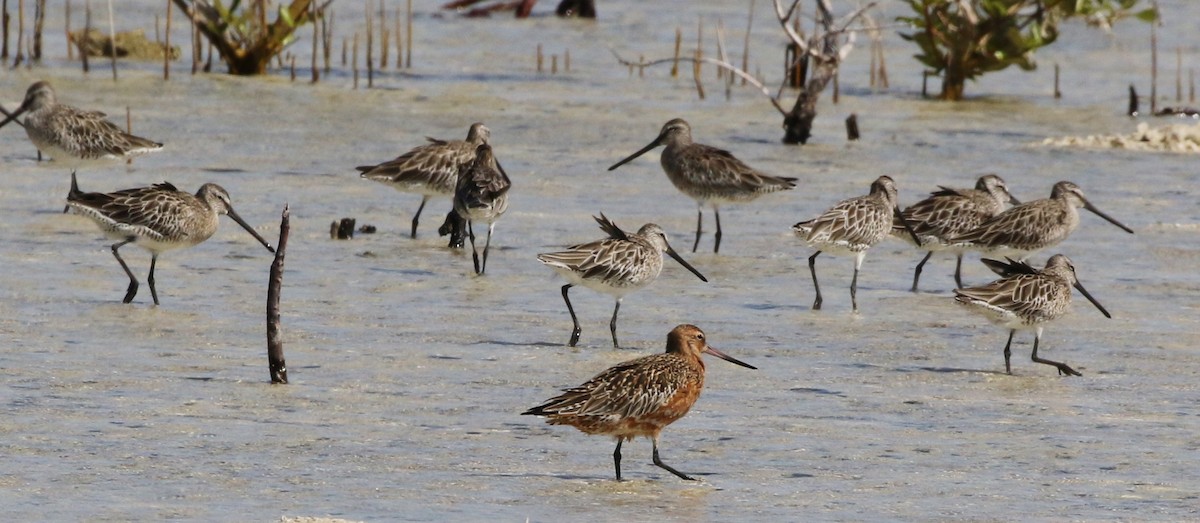 Asian Dowitcher - ML148138171