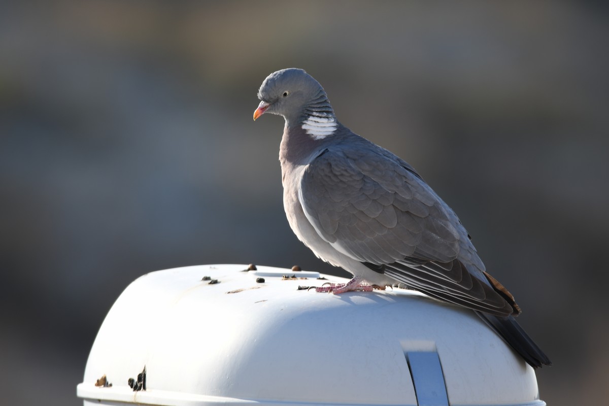 Common Wood-Pigeon - ML148140591