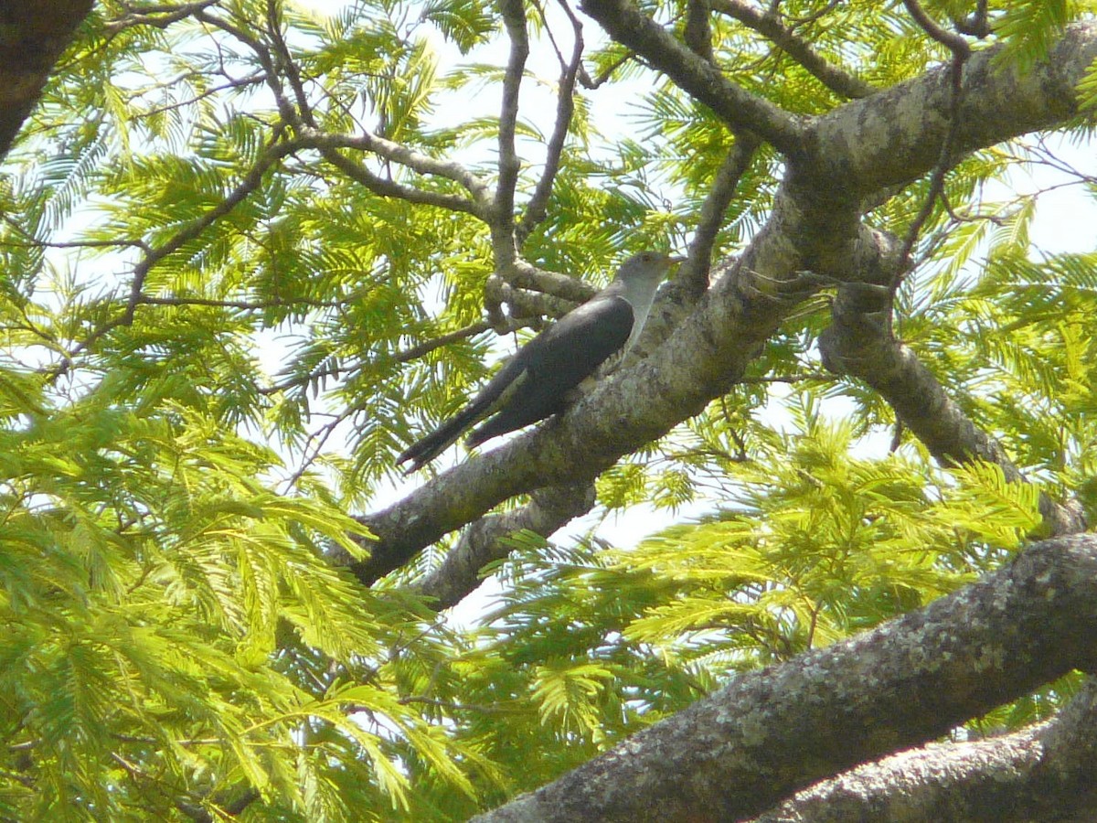 Madagascar Cuckoo - Paul Suchanek