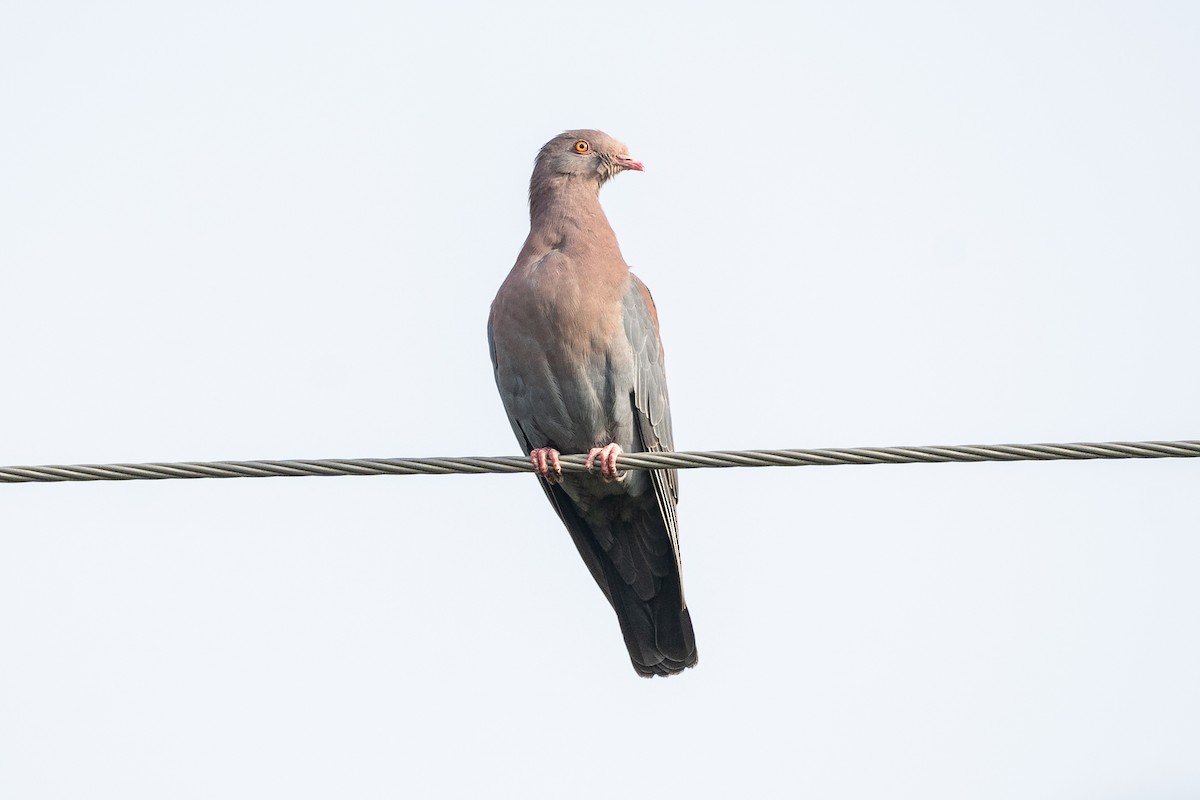Red-billed Pigeon - Patrick Van Thull